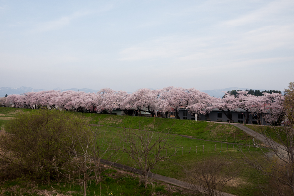 今年も素敵な桜をありがとう　