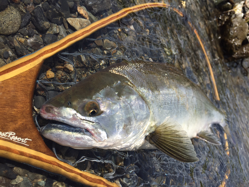 サクラマス釣りました！