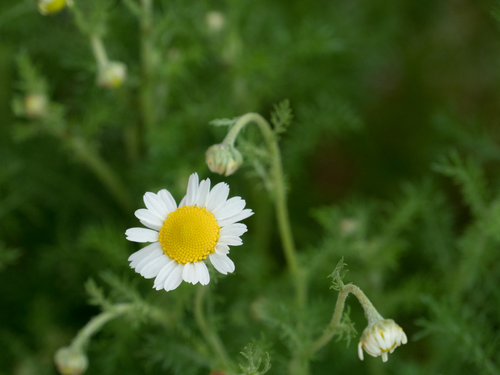 カモミール咲きました
