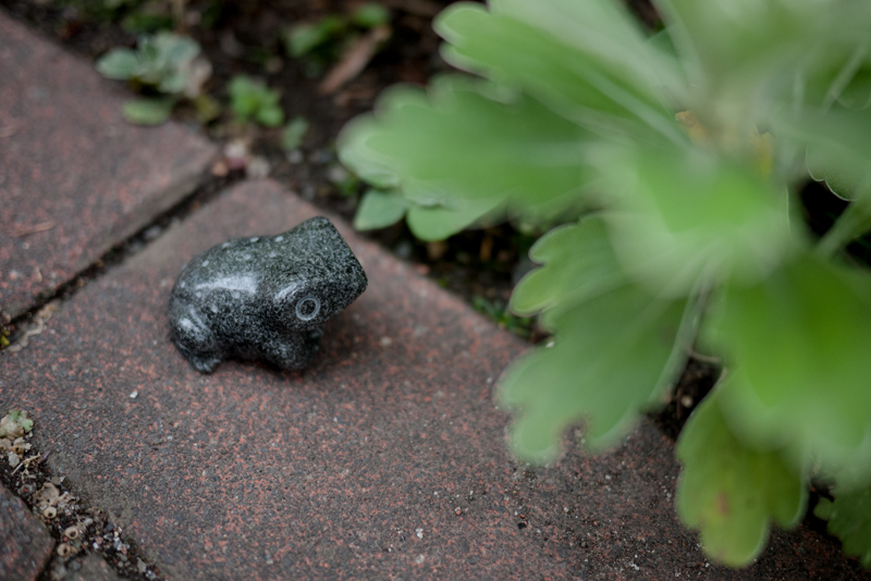 梅雨入りしましたね