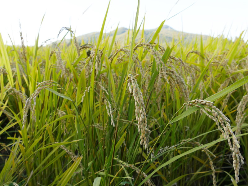 萌えみのり 生産者訪問 【収穫】
