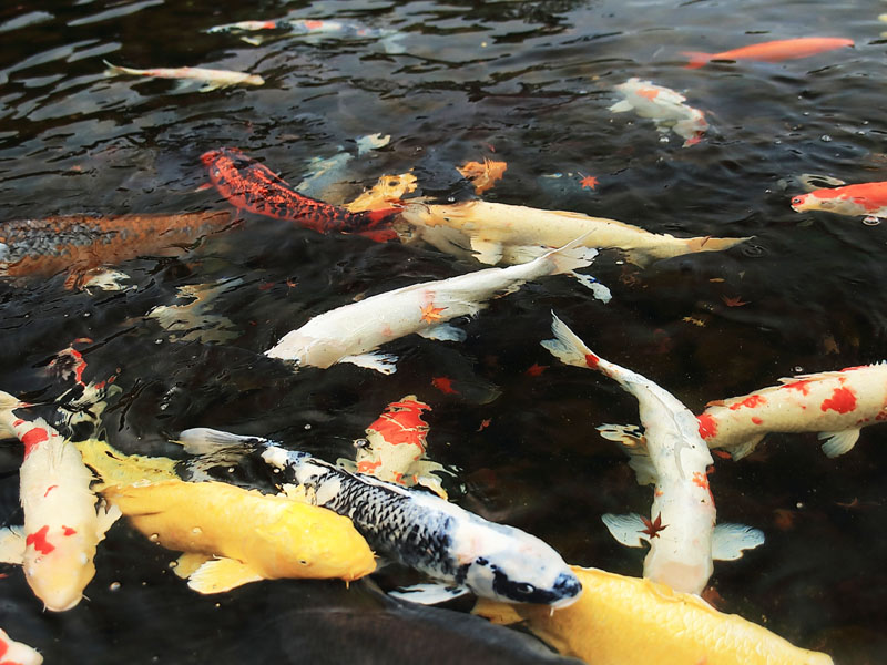 牡蛎殻の浄化作用