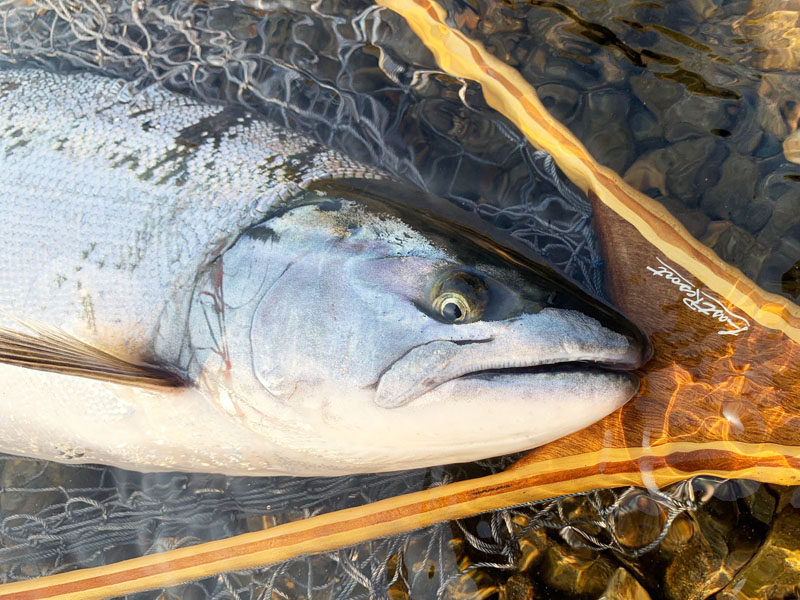 2019閉伊川サクラマス！
