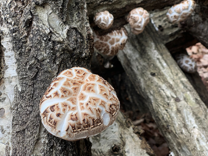 花巻市東和町シイタケ　生産者訪問