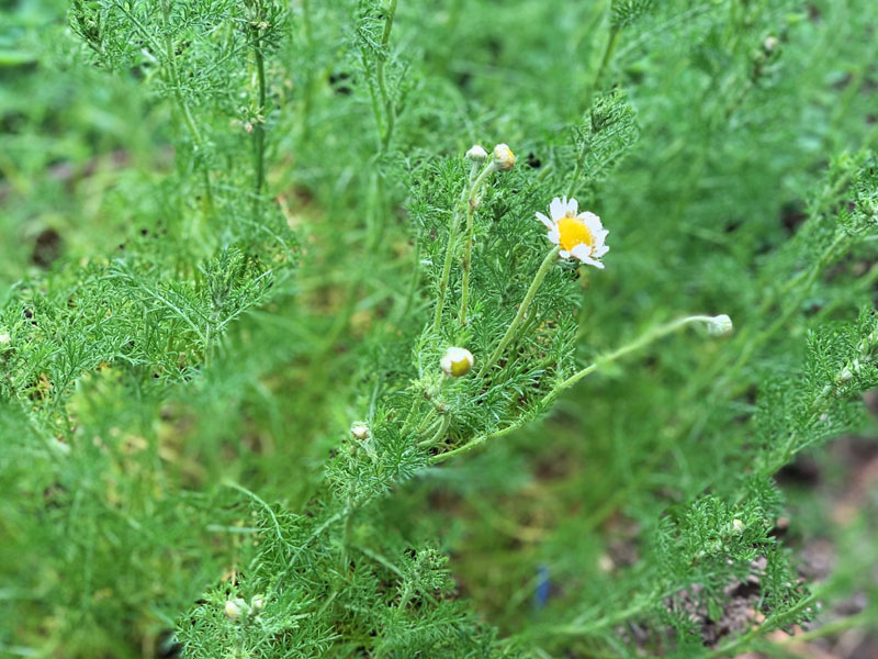 カモミール咲きました！　今日の花巻