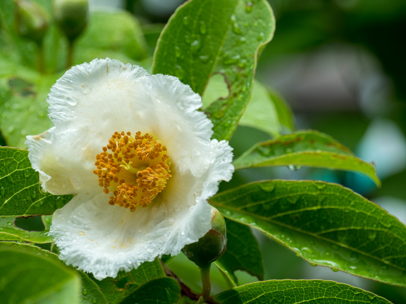シャラの木（夏椿）　今日の花巻