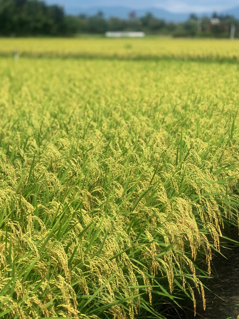 今年のお米は？