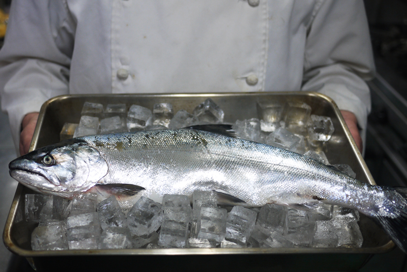岩手三陸 大船渡産 サクラマス