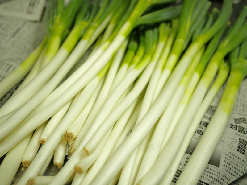 花巻産　長ネギ