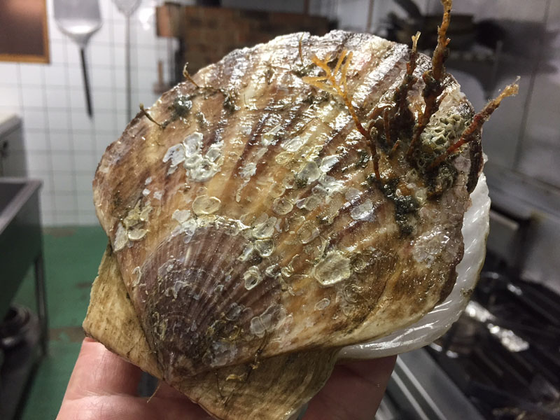 旬な素材　北海道産ホタテ