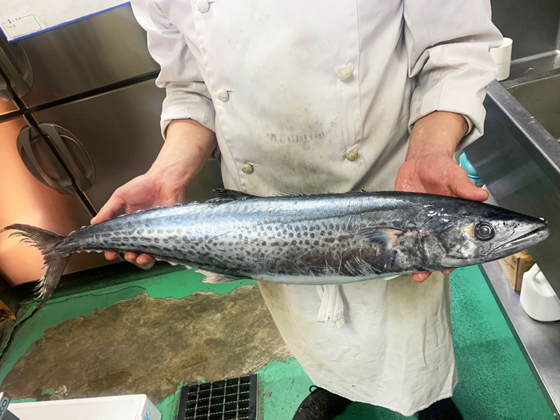 旬な素材　鰆（さわら）