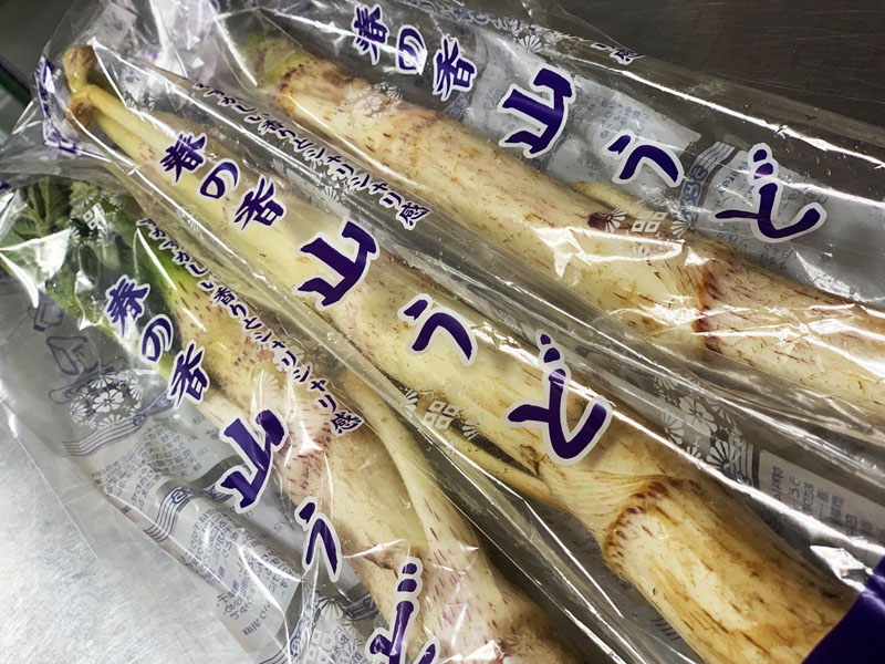 旬な素材　岩手産 ウド（山ウド）