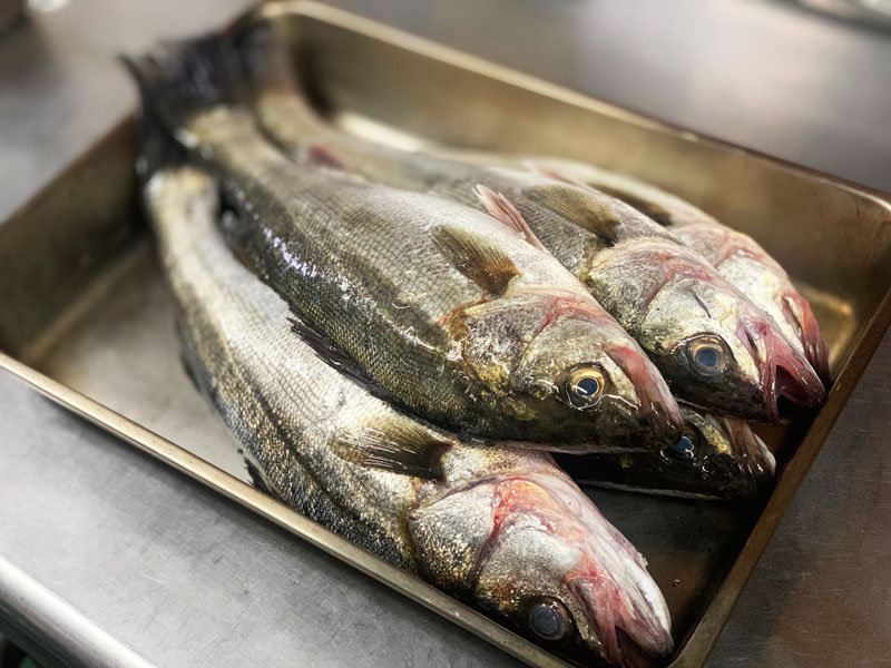 旬な素材　千葉県産セイゴ（スズキ）