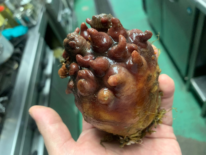 旬な食材　岩手三陸産ホヤ