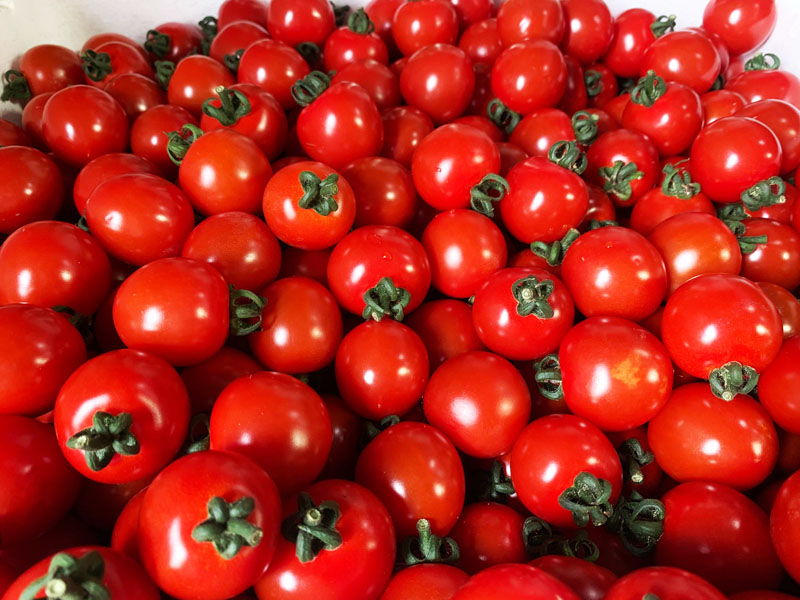 旬な食材　花巻市石鳥谷産　ミニトマト