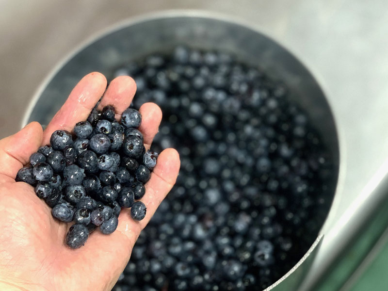 旬な食材　岩手県産ブルーベリー