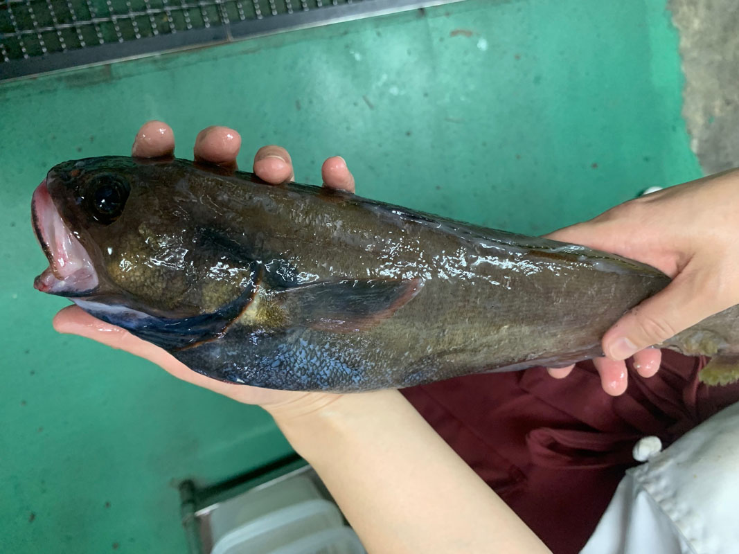 旬な食材　岩手三陸産ドンコ