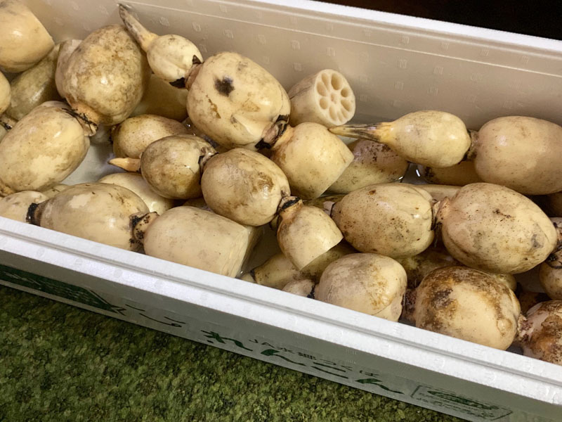 旬な食材　茨城産レンコン