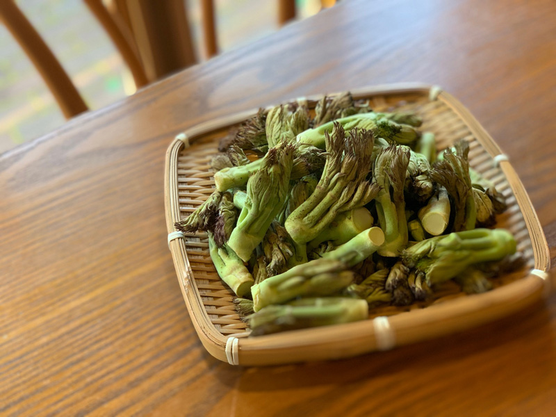 旬な素材　岩手産天然タラの芽