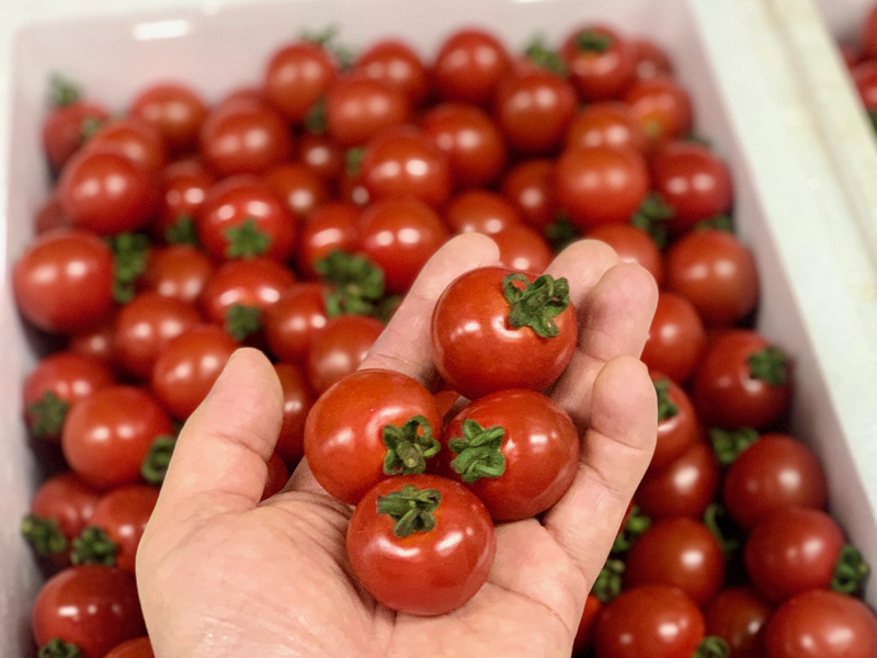 旬な食材　花巻産ミニトマト