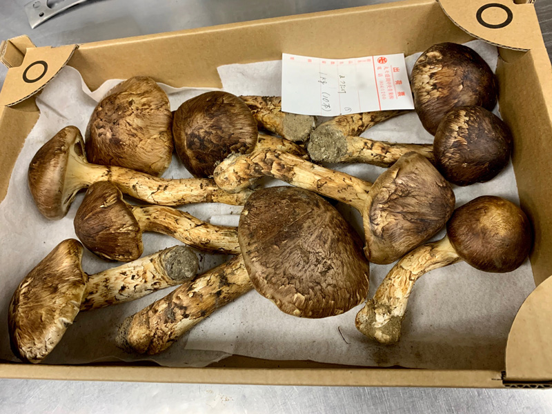 旬な食材　岩手産松茸