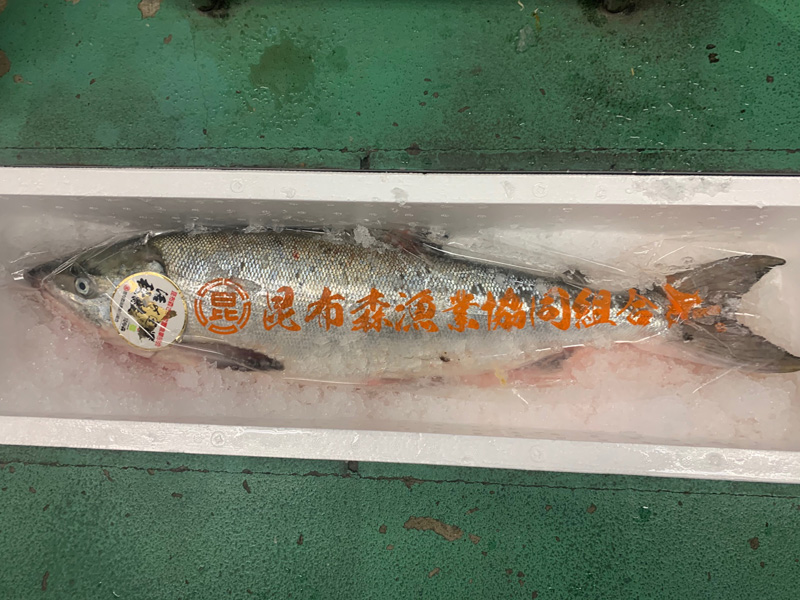 旬な食材　鮭（イクラ）