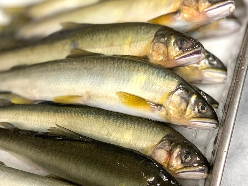 旬な食材　鮎