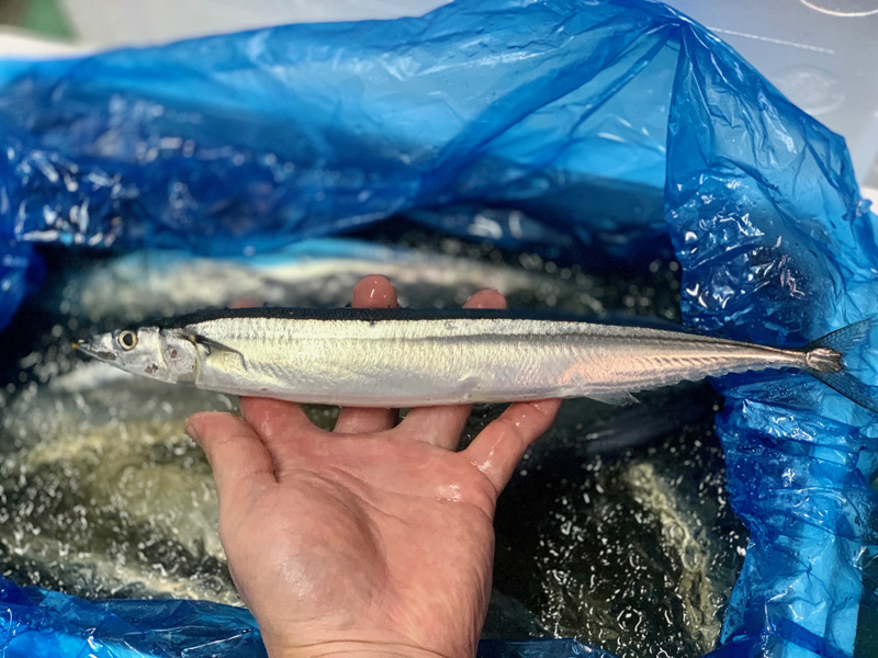 旬な食材　北海道産 秋刀魚