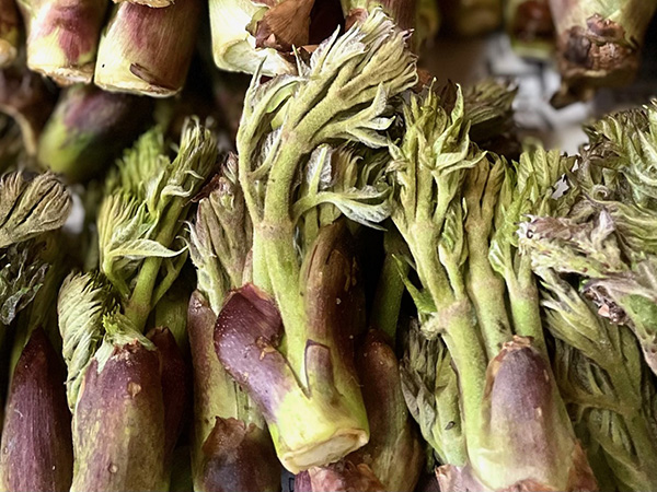 旬な食材　ばっけ（たらの芽）